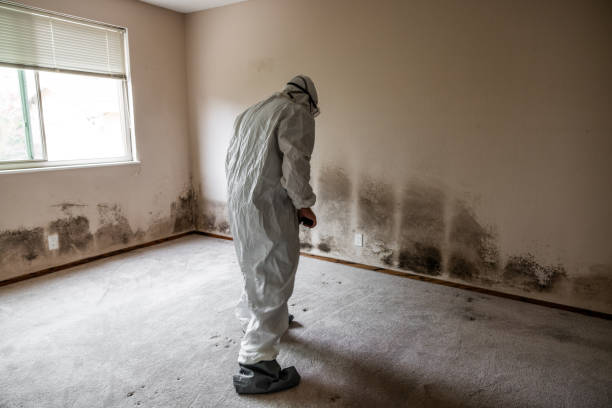 Best Basement Mold Remediation in Middlesborough, KY