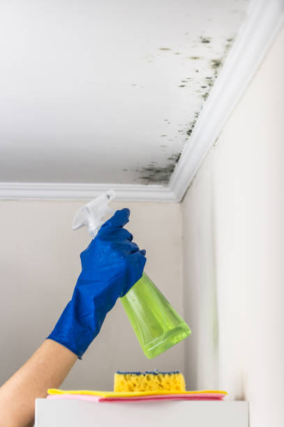 Best Bathroom Mold Remediation in Middlesborough, KY